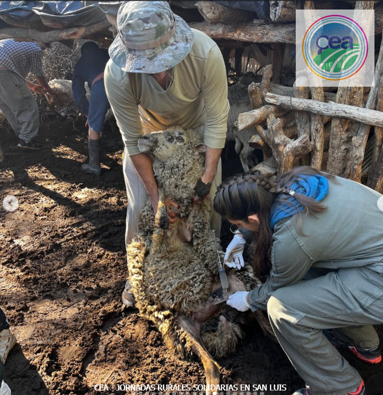 MP25M, CEA, Mervak y HMA4 fortalecen la producción agropecuaria con jornadas rurales solidarias en Mendoza, San Luis y Santiago del Estero 22 Una vez más, la universidad pública se pone el mameluco y sale al territorio.
En La Crisálida, estudiantes, productores y docentes compartimos días de trabajo, aprendizaje y comunidad.