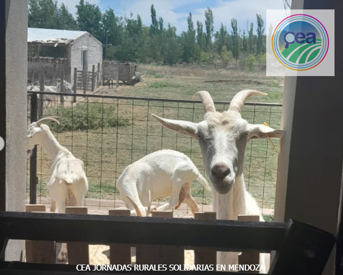MP25M, CEA, Mervak y HMA4 fortalecen la producción agropecuaria con jornadas rurales solidarias en Mendoza, San Luis y Santiago del Estero 16 Jornadas Rurales Solidarias en Mendoza 7 resultado